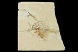 Bargain, Fossil Fish (Diplomystus Birdi) - Hjoula, Lebanon #162750-1